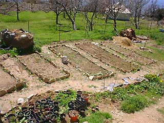 A vegetable plot with orchard and yurt in the background