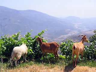 Goats enjoying the succulent vines