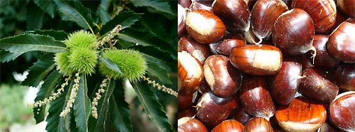 Chestnuts on the tree and in the basket