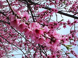 Cherry blossom at Llano de Manzano