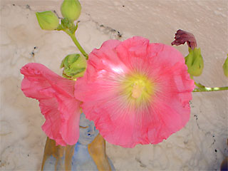 Flower in bloom at the Centre for Personal and Spiritual Growth