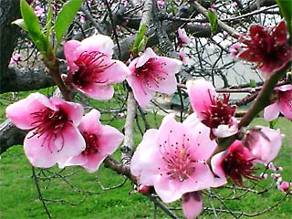 Cherry blossom in the grounds of the Course Location in South Spain