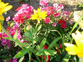 Flowers outside the counseling and psychotherapy room in South Spain