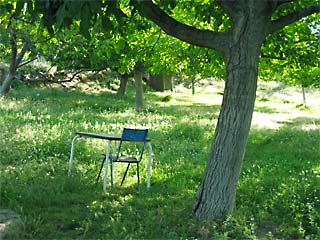 Relaxing in the walnut grove